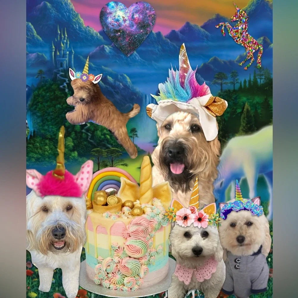 Bijou’s Magical Toys! 🧸